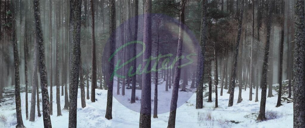 trees-04