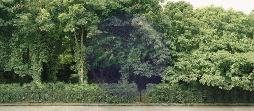 trees-13