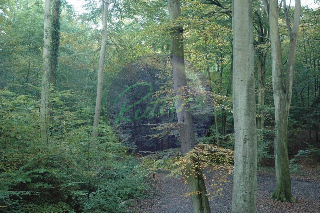 trees-16